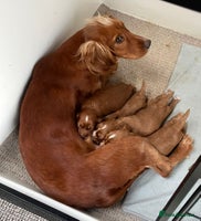 Cocker Spaniel dogs - Advert 2