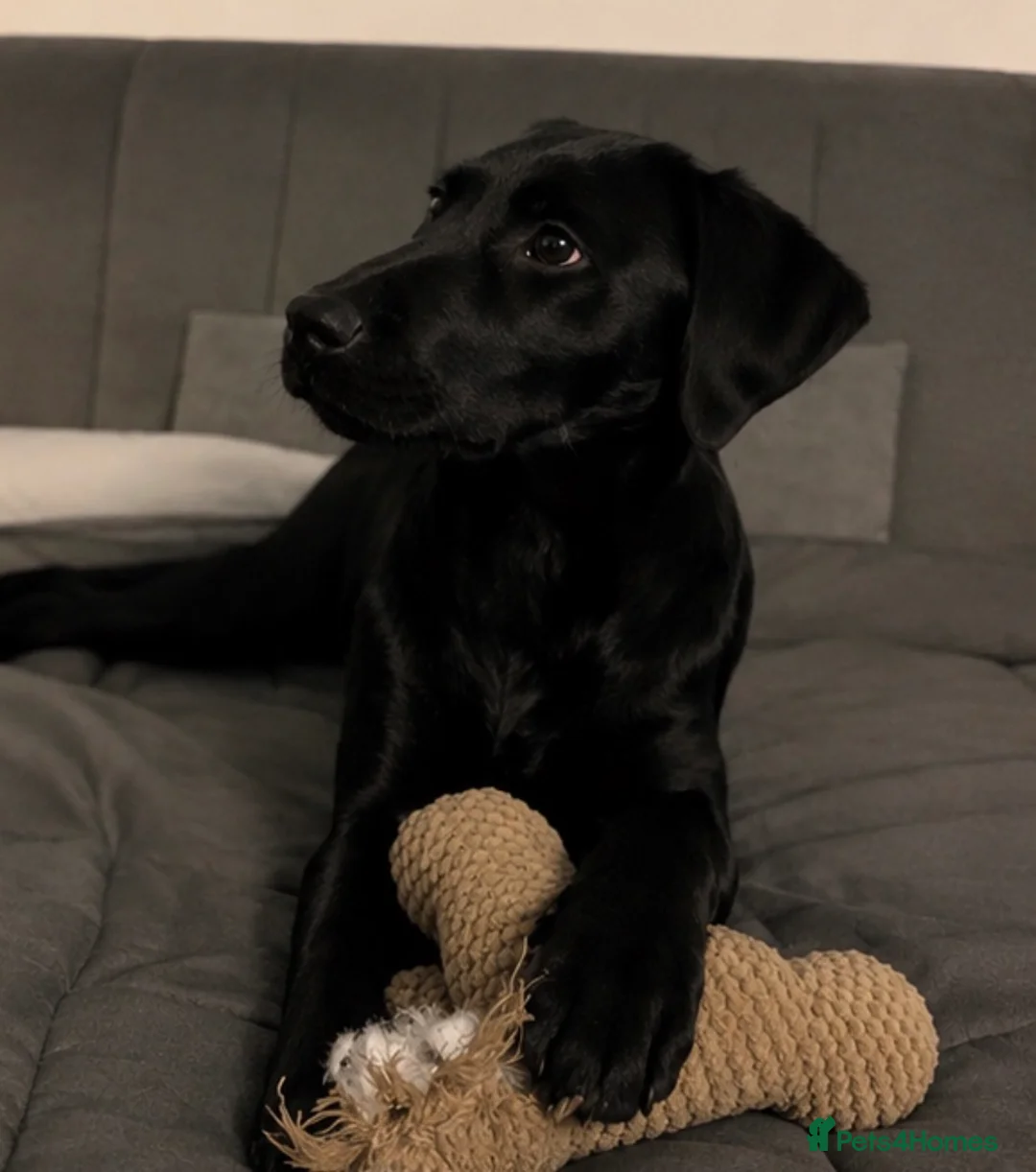 Labrador Retriever dogs for sale: Joey - Black Working Line Labrador Retriever  - Advert 2