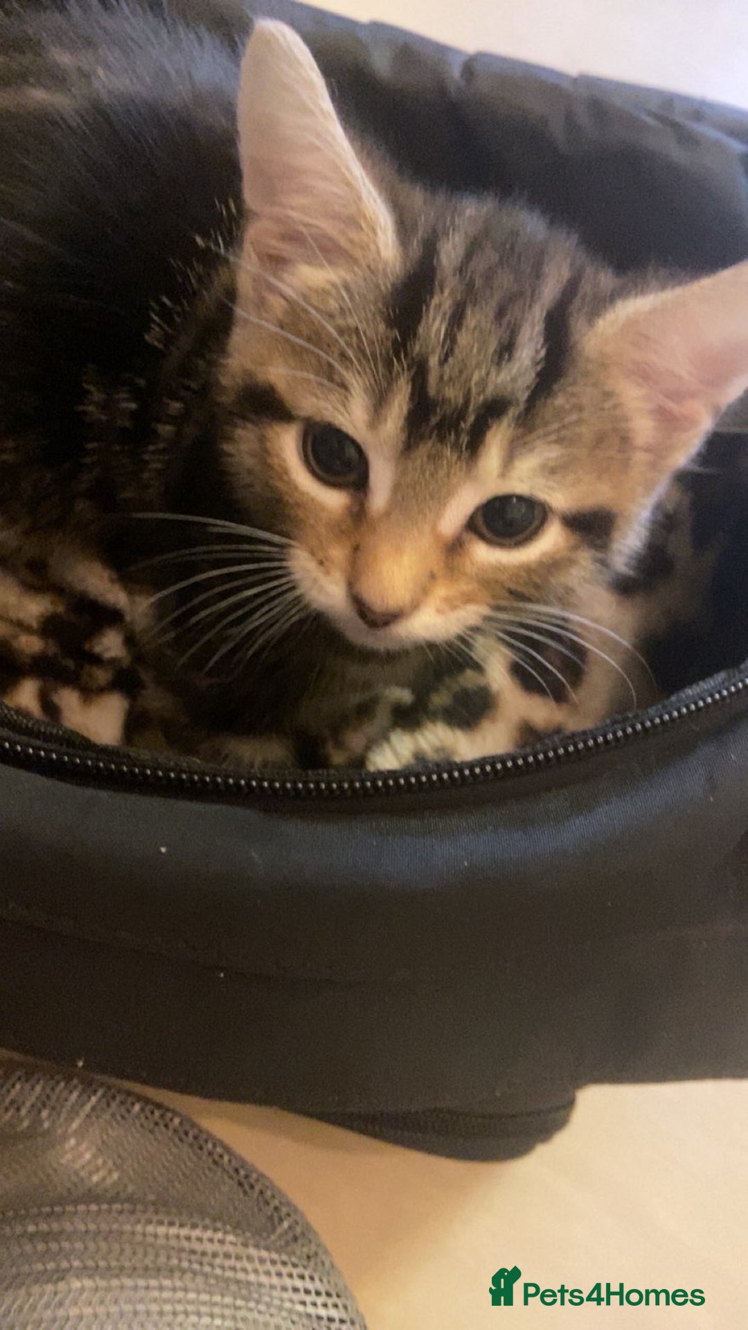 Mixed Breed cats for sale: Beautiful tabby and black and white kittens ready  - Advert 13