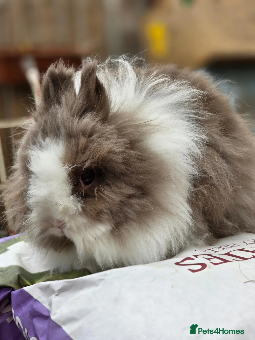 Lionhead rabbits for sale: Lionhead pair - Advert 2
