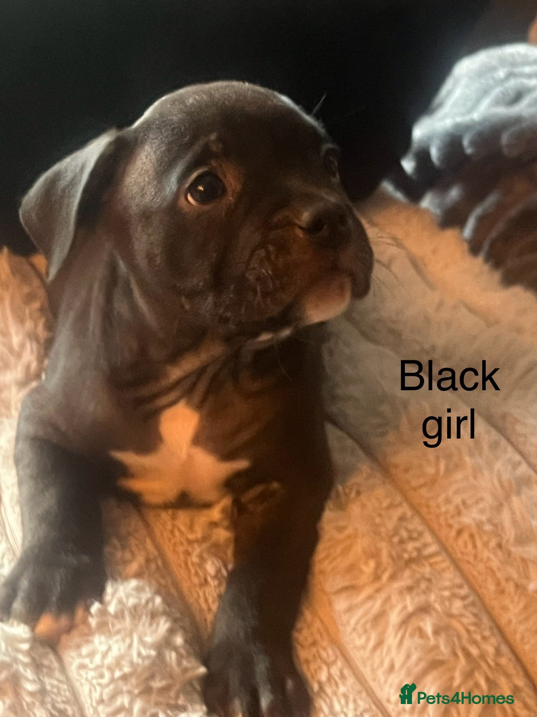 American Bully dogs for sale: Ready now! ABKC pocket bullies for sale.  - Advert 11