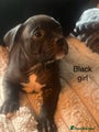 American Bully Puppy 10