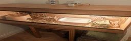 Corn Snake reptiles for sale: Male corn snake in Warrington - Advert 1