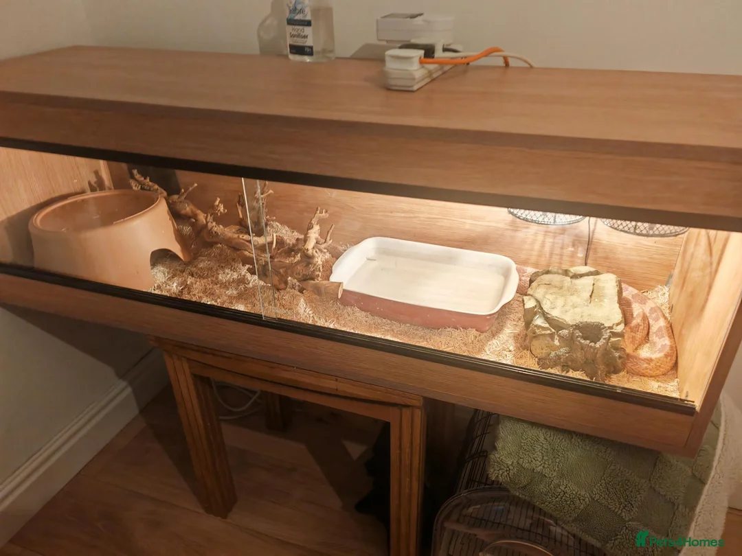 Corn Snake reptiles for sale: Male corn snake in Warrington - Advert 1
