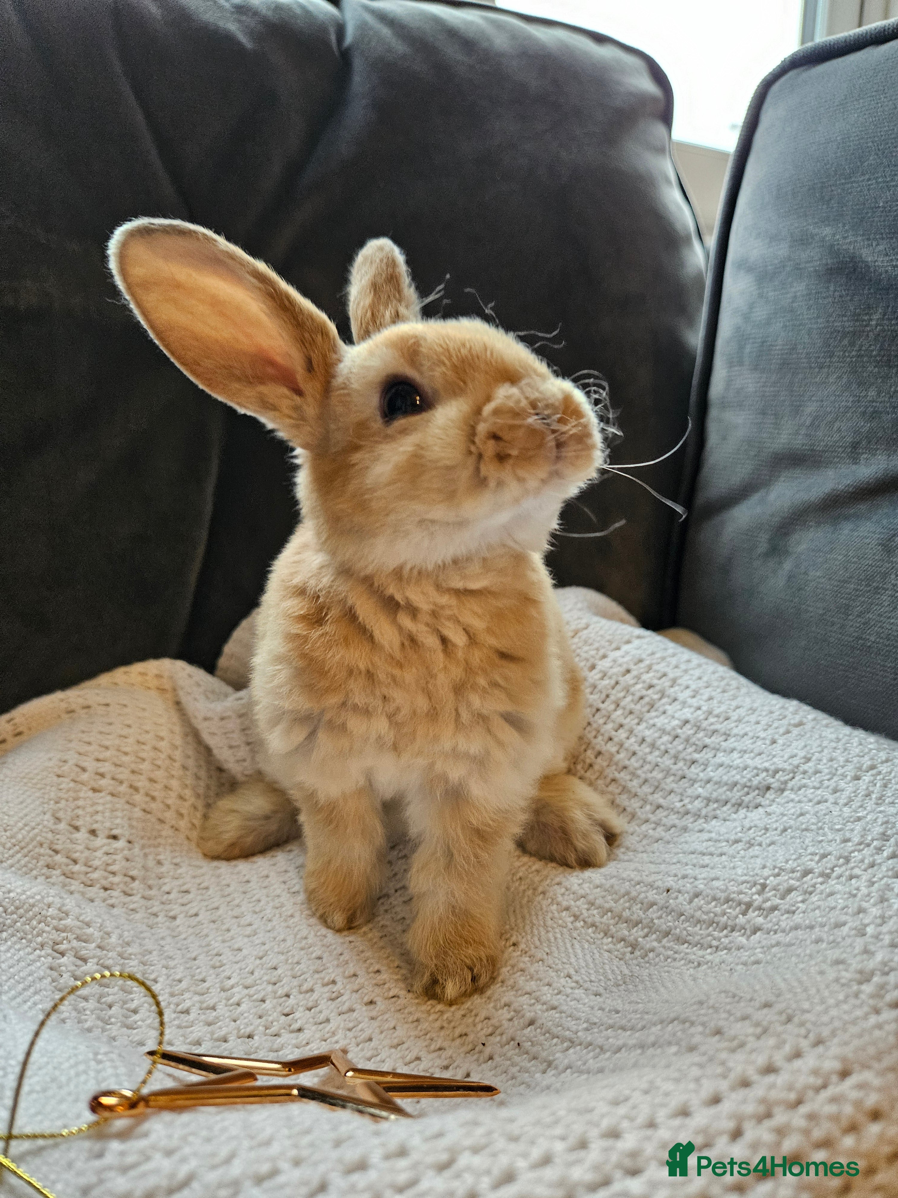 Mini Lop rabbits Red Rex x Mini Plush Lop - Advert 9