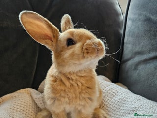Mini Lop rabbits Red Rex x Mini Plush Lop - Advert 4
