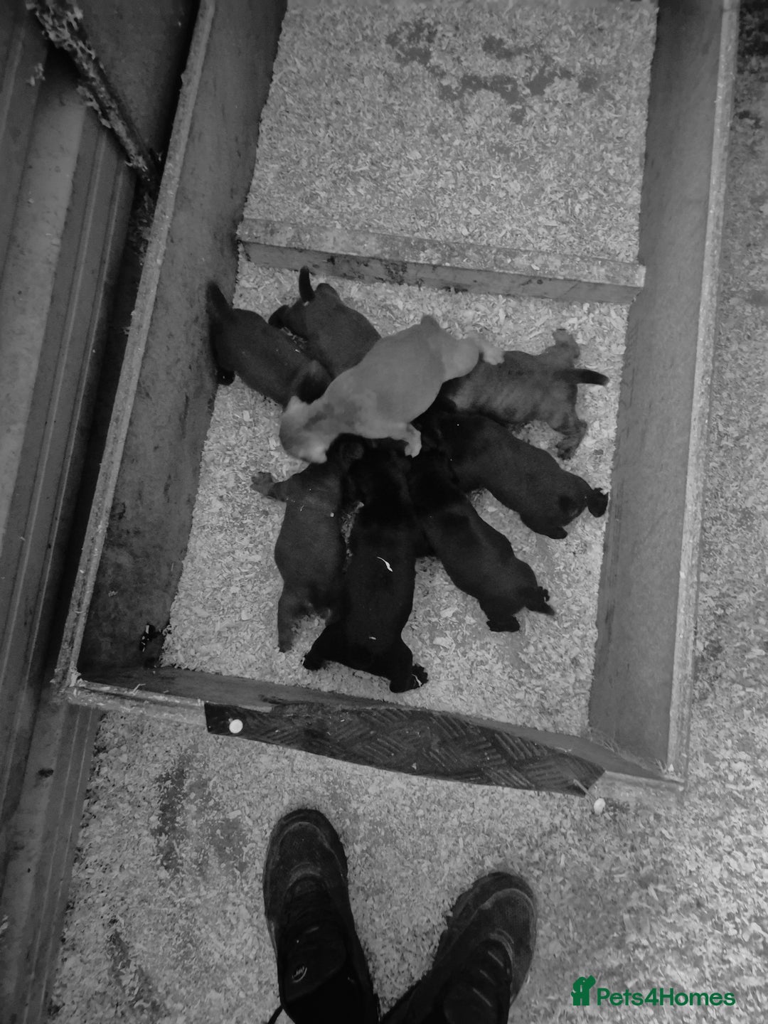 Patterdale Terrier dogs for sale: Working Patterdale terrier  - Image 3