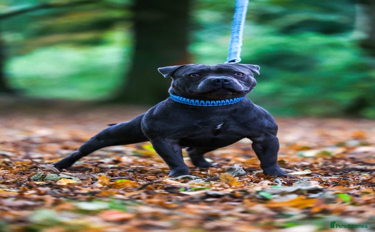 Staffordshire Bull Terrier dogs - Advert 13