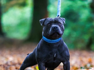 Staffordshire Bull Terrier dogs PROVEN Staffordshire bull terrier stud - Advert 12