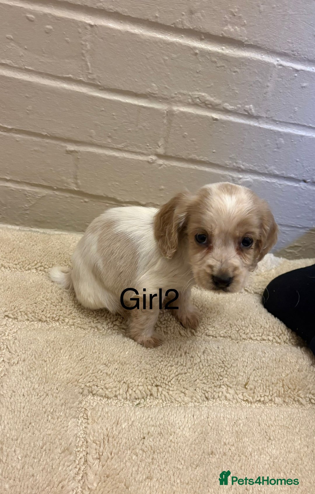 Cocker Spaniel dogs for sale: SHOW TYPE COCKER SPANIELS PUPPIES  - Advert 14