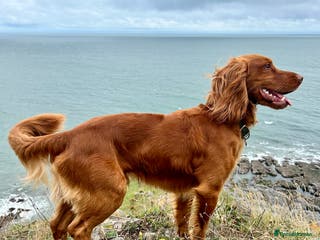 Cocker Spaniel dogs KC-Registered Working Cocker Spaniel Stud - London in Shipton-under-Wychwood - Advert 1