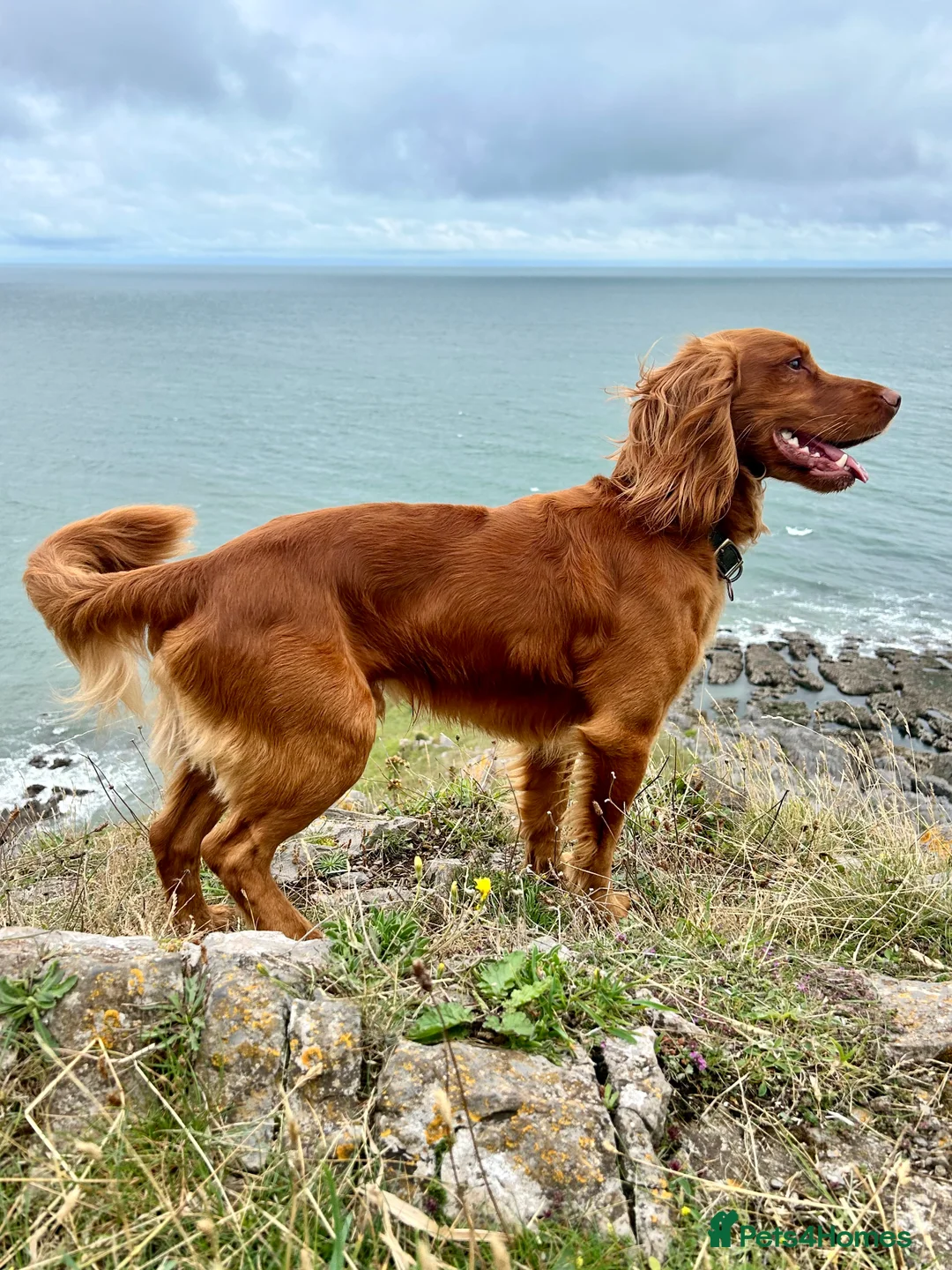Cocker Spaniel dogs for stud: KC-Registered Working Cocker Spaniel Stud - London in Shipton-under-Wychwood - Advert 1