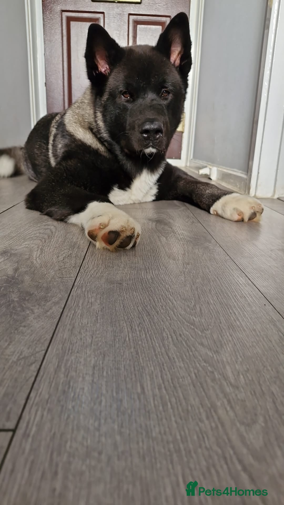 Akita dogs Kc registered big boy! - Advert 17