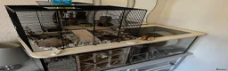 Gerbil rodents for sale: 2 Male Gerbils and Full Tank Set-Up in Walsall - Advert 2
