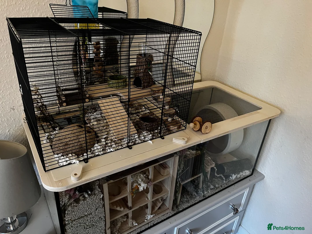 Gerbil rodents for sale: 2 Male Gerbils and Full Tank Set-Up in Walsall - Advert 2
