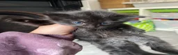 Mixed Breed cats for sale: Fluffy black kittens  - Advert 6