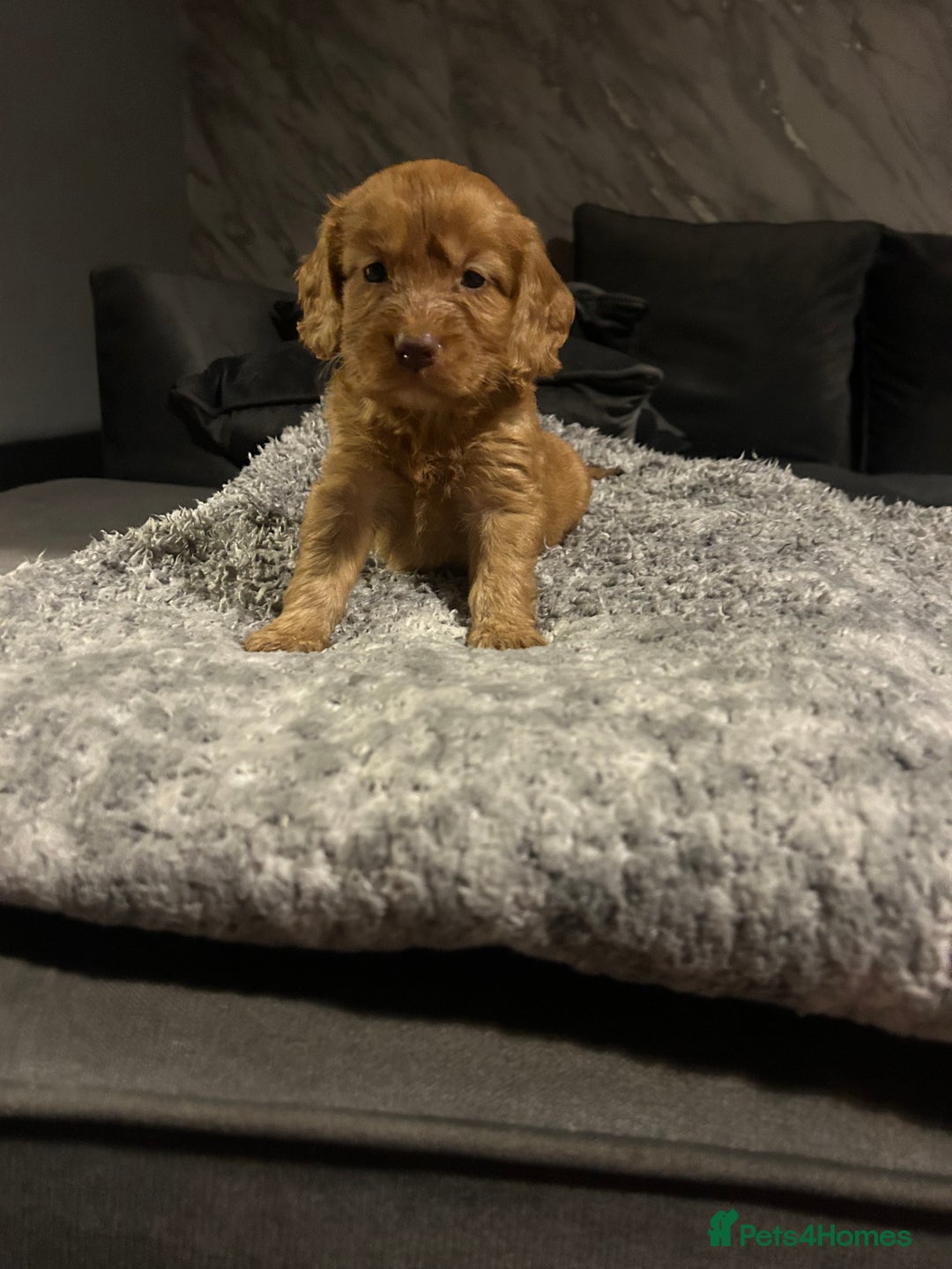 Cockapoo dogs for sale: Beautiful cockapoos - Image 16