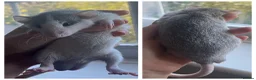 Rat rodents for sale: 5 dumbo bucks available  in Skelmersdale - Advert 4