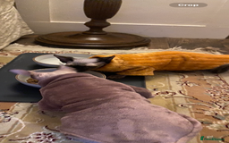Sphynx cats for sale: Two female sphynx - Image 5