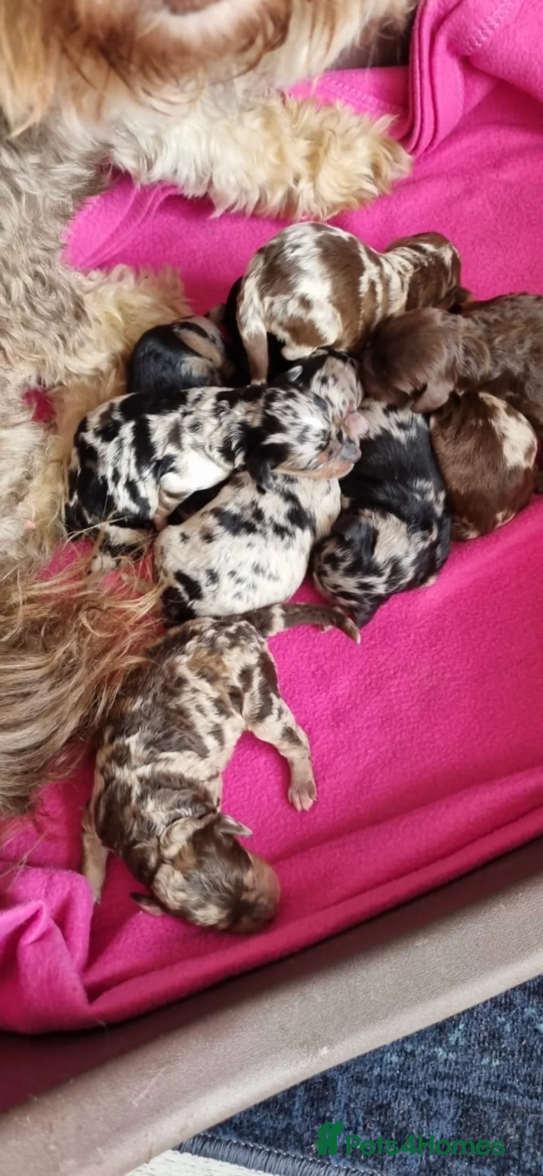 Miniature Poodle dogs for stud: Miniature poodle blue merle for stud in Bradford - Advert 3