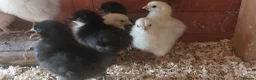 Chickens poultry for sale: 9 Mixed Breed Chicks - Advert 3