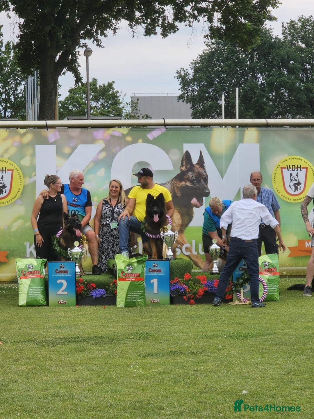 German Shepherd dogs for stud: WORLD FAMOUS STUD ARRIVED IN THE UK - Image 4