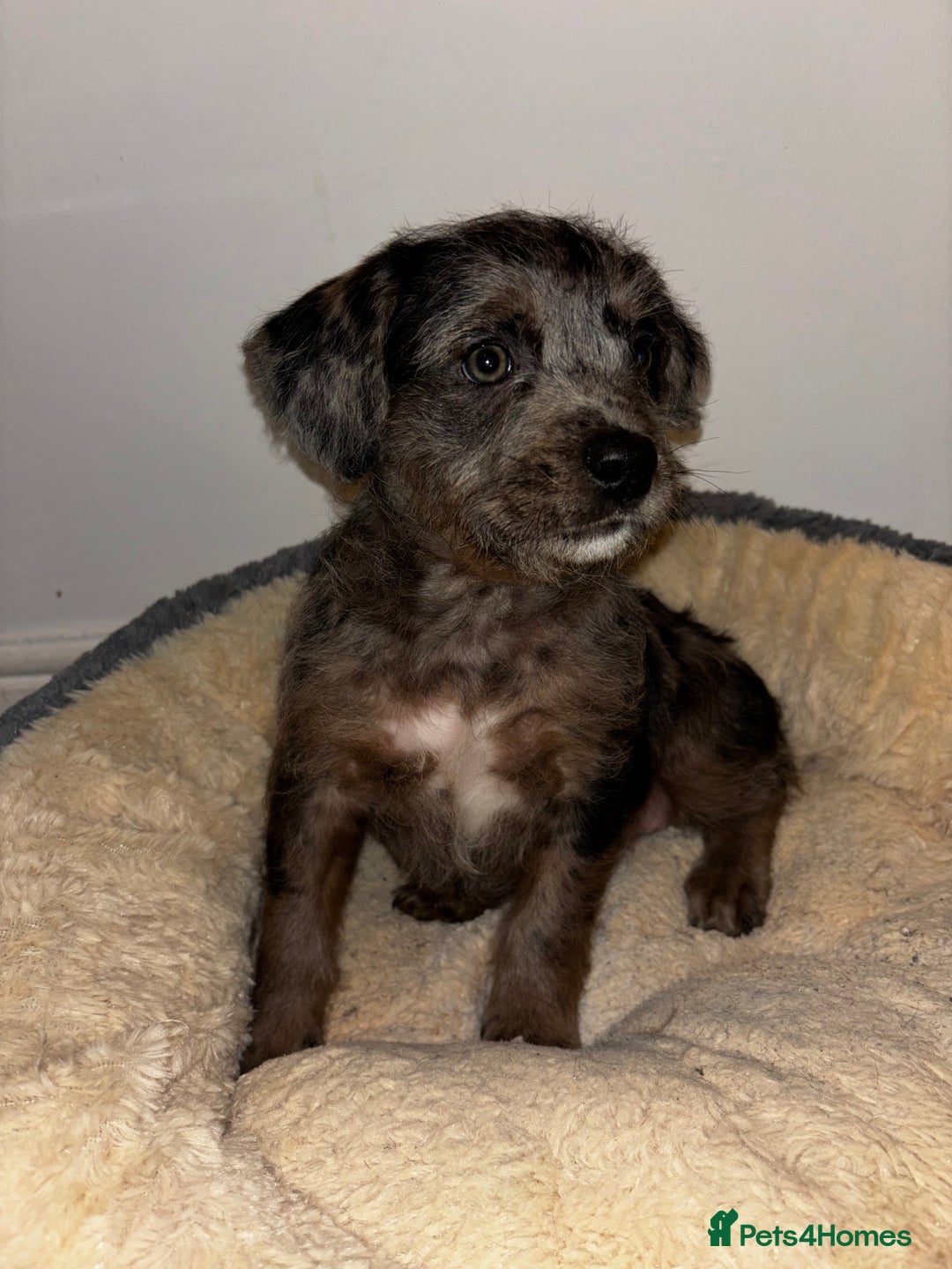 Mixed Breed dogs for sale: Stunning Cockerpoo x cavalier King Charle spaniel  - Advert 19