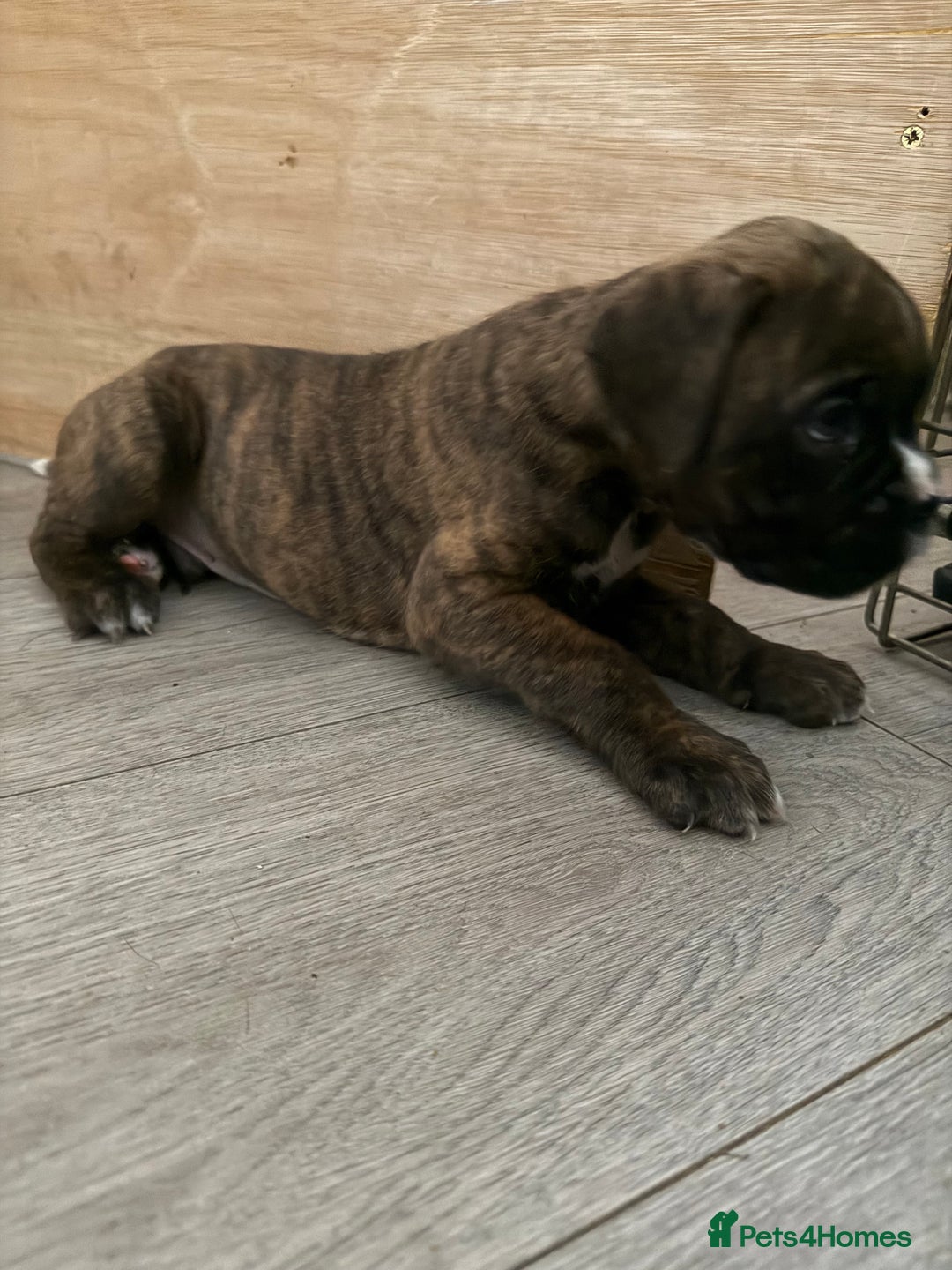 Boxer dogs for sale: Boxer pups looking for forever homes 🐶❤️ - Image 11
