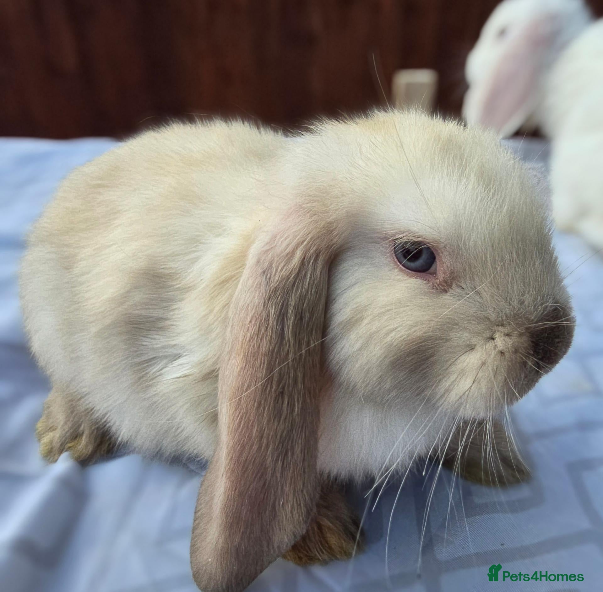 French Lop rabbits French Lops - Advert 2