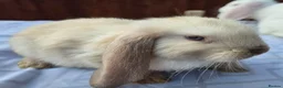 French Lop rabbits for sale: French Lops in Cambridge - Advert 2