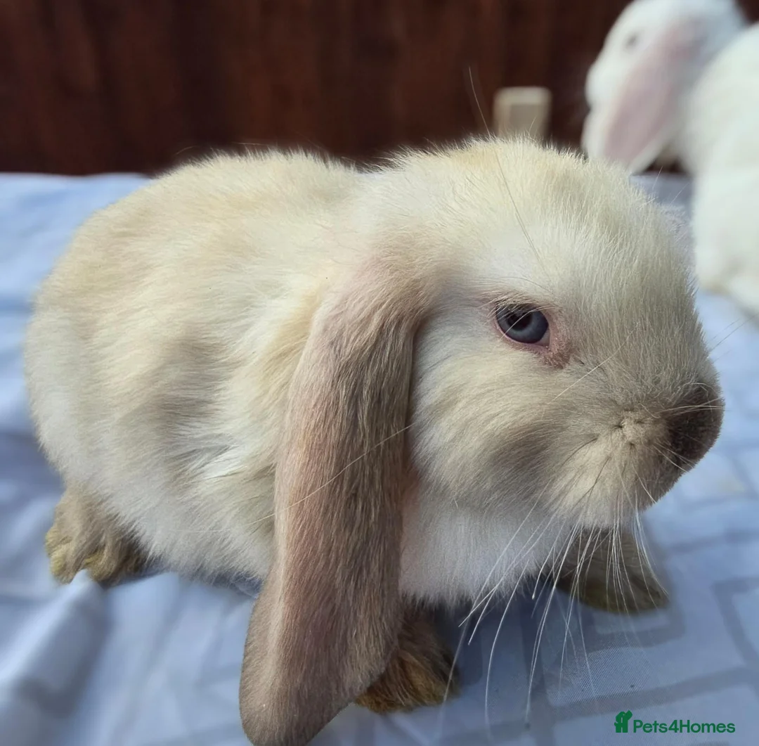 French Lop rabbits for sale: French Lops in Cambridge - Advert 2