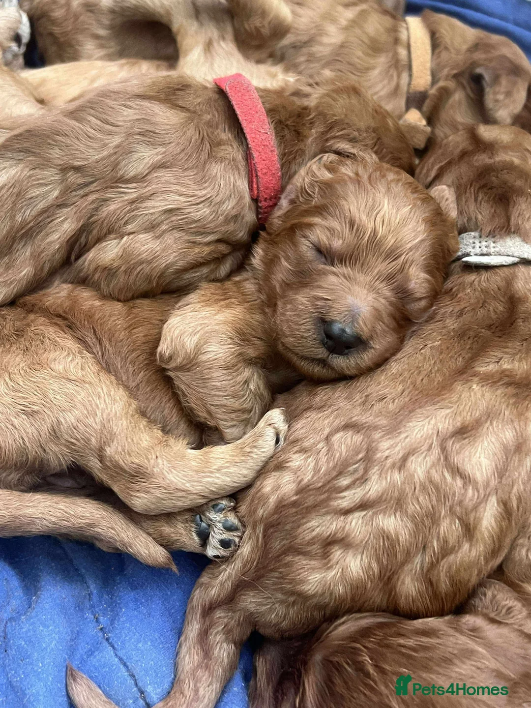 Irish Doodle dogs for sale: Stunning Irish Doodle Puppies F1 - Advert 3