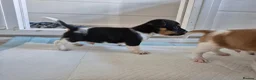 Jack Russell dogs for sale: Short legged jack russels in Harwich - Advert 9
