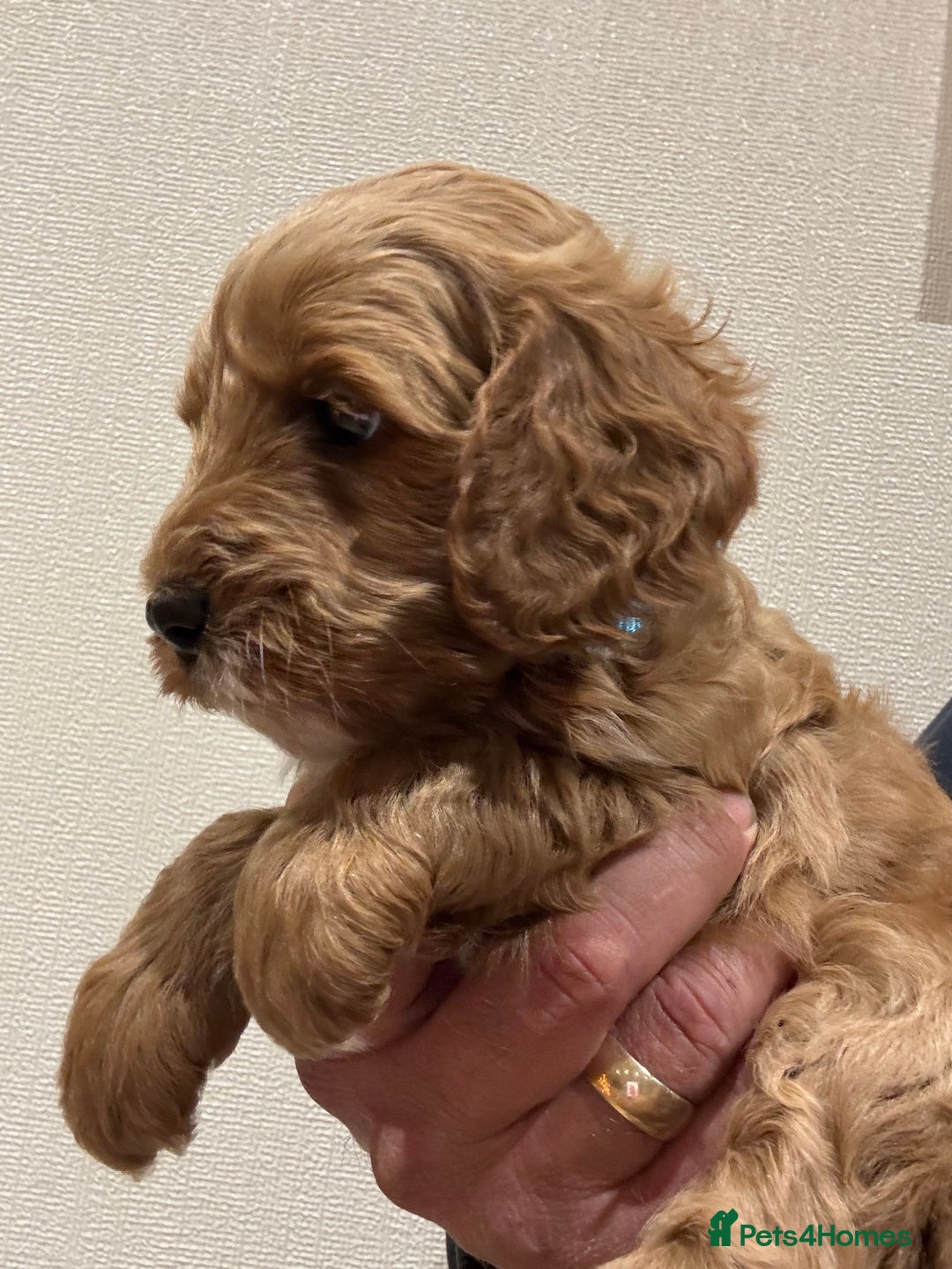 Cockapoo dogs for sale: Red cockapoos *DNA CLEAR* - Advert 13