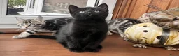 Mixed Breed cats for sale: 4 Beautiful Kittens Looking for Loving Homes!  in Dagenham - Advert 11