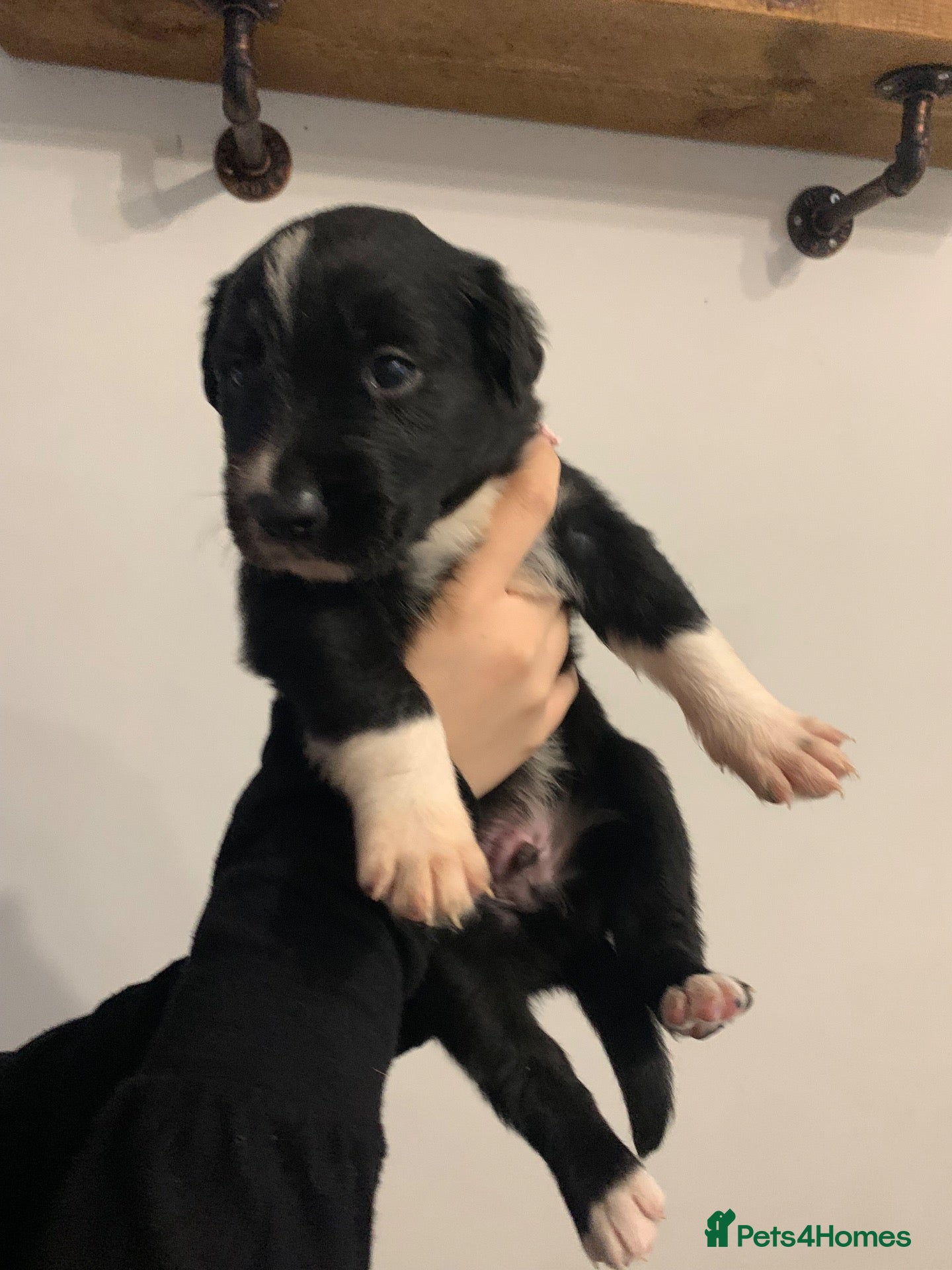 Border Collie dogs Pure border collie pups - Advert 19