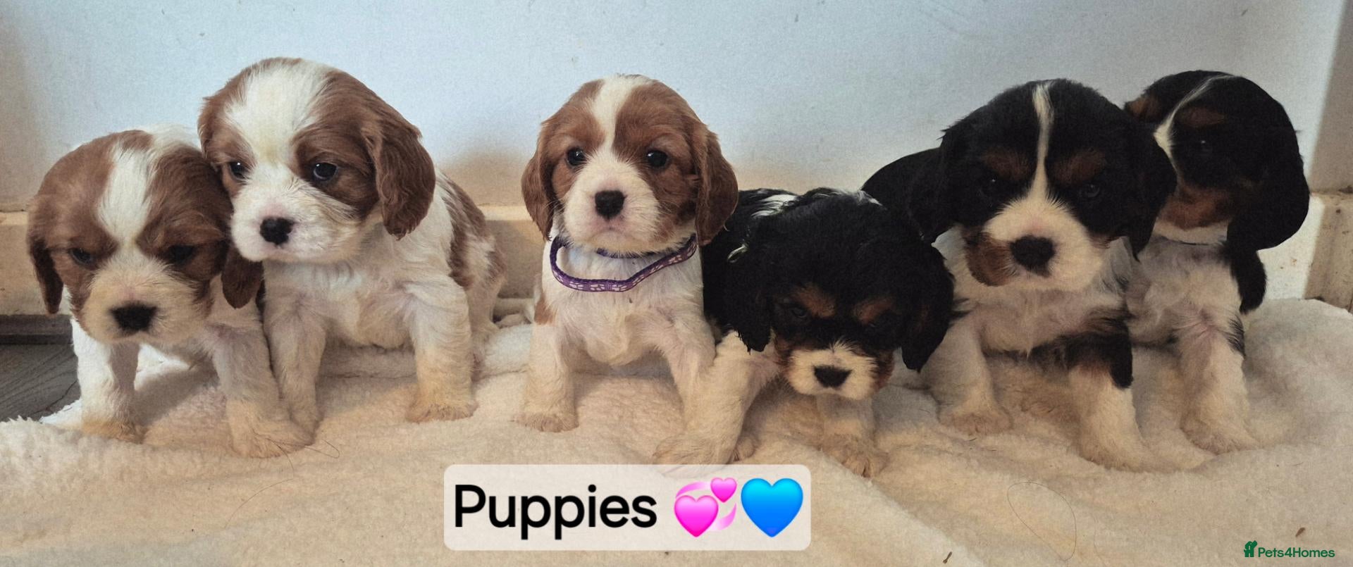 Cavalier King Charles Spaniel dogs Cavalier King Charles Spaniel Puppies  - Advert 1