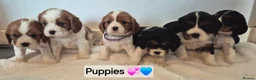Cavalier King Charles Spaniel dogs for sale: Cavalier King Charles Spaniel Puppies  - Advert 1