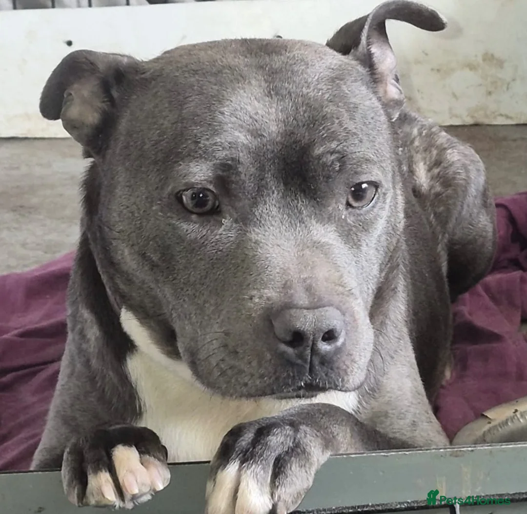 Staffordshire Bull Terrier dogs for sale: Beautiful kc reg blue Staffordshire bull terrier  - Advert 12