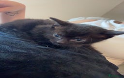 Domestic Shorthair cats for sale: Domestic shorthair kittens  - Image 2