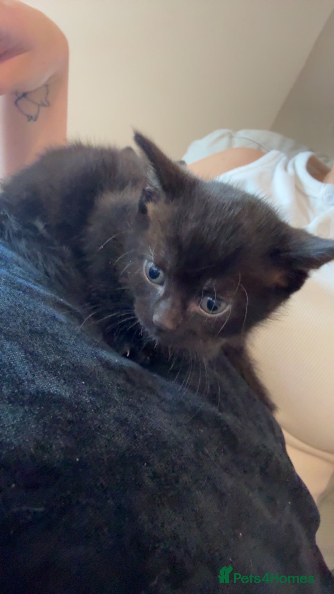 Domestic Shorthair cats for sale: Domestic shorthair kittens  - Image 2