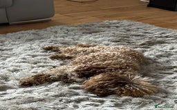 Cockapoo dogs for sale: Beautiful chocolate merle cockapoos  - Image 2