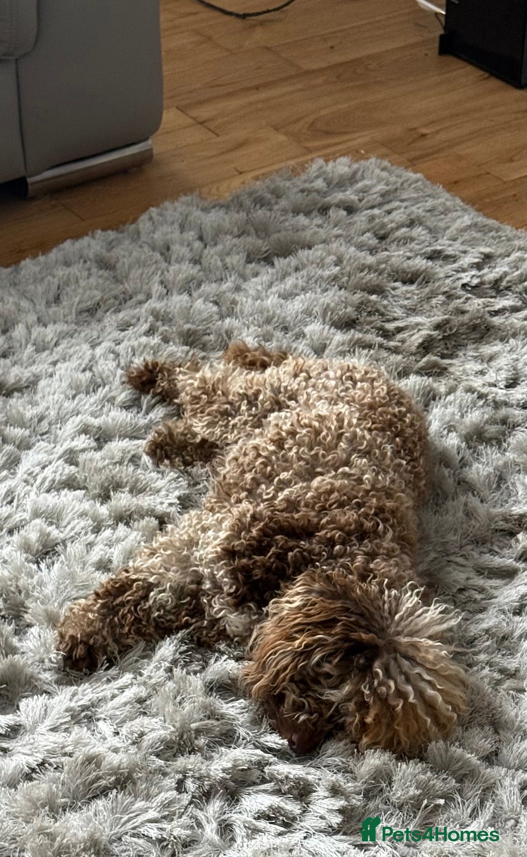 Cockapoo dogs for sale: Beautiful chocolate merle cockapoos  - Image 2