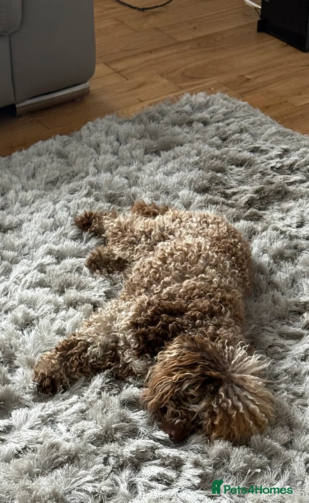 Cockapoo dogs for sale: Beautiful  merle cockapoos  - Advert 4