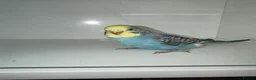 Budgerigars birds for sale: Beautiful Baby budgies for sale in Accrington - Advert 3