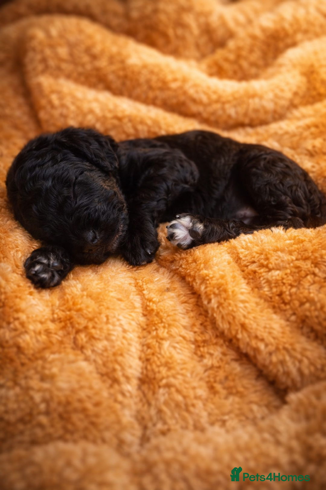 Standard Poodle dogs for sale: Silver KC registered Standard Poodle puppies - Advert 6