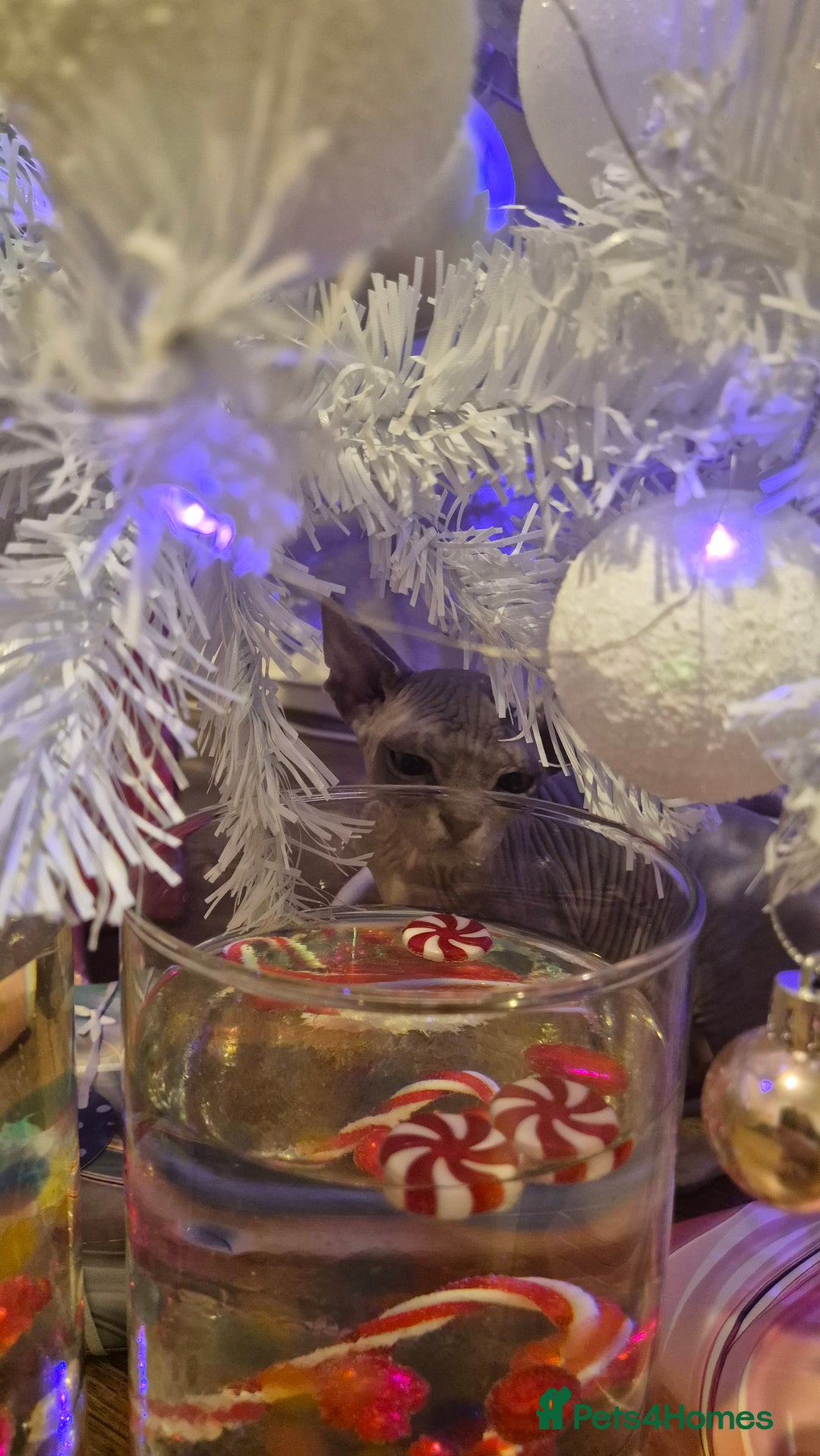 Sphynx cats for sale: Exclusive Sphynx Kittens Looking for Forever Homes - Advert 25