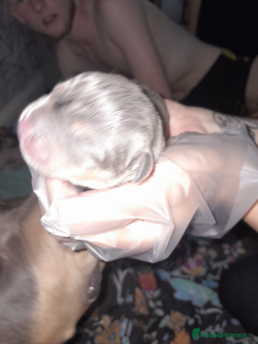 Staffordshire Bull Terrier dogs for sale: Blue tri Staffordshire bull terrier pups for sale  - Image 6