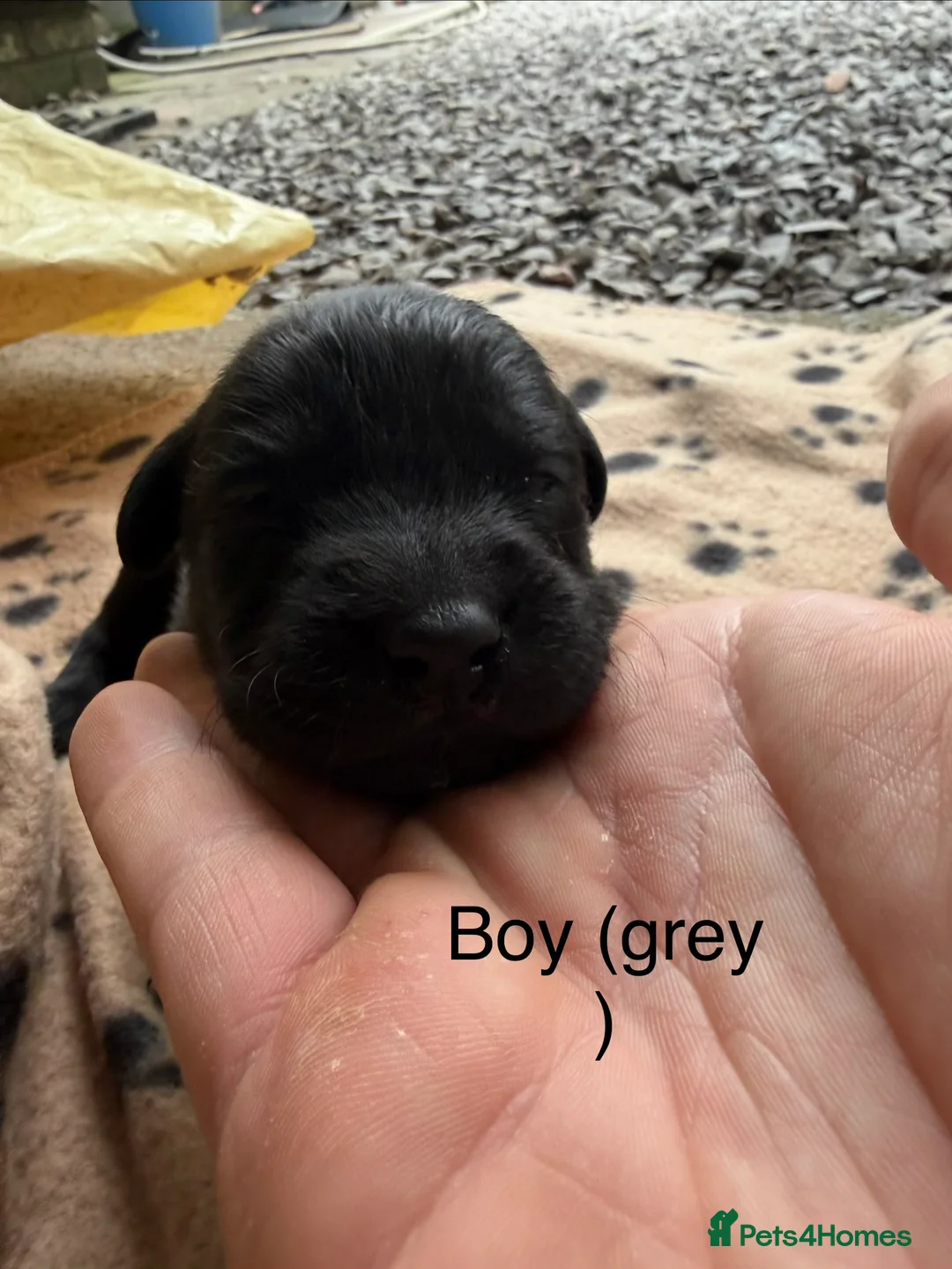 Labrador Retriever dogs for sale: Kc registered Labradors  - Advert 2