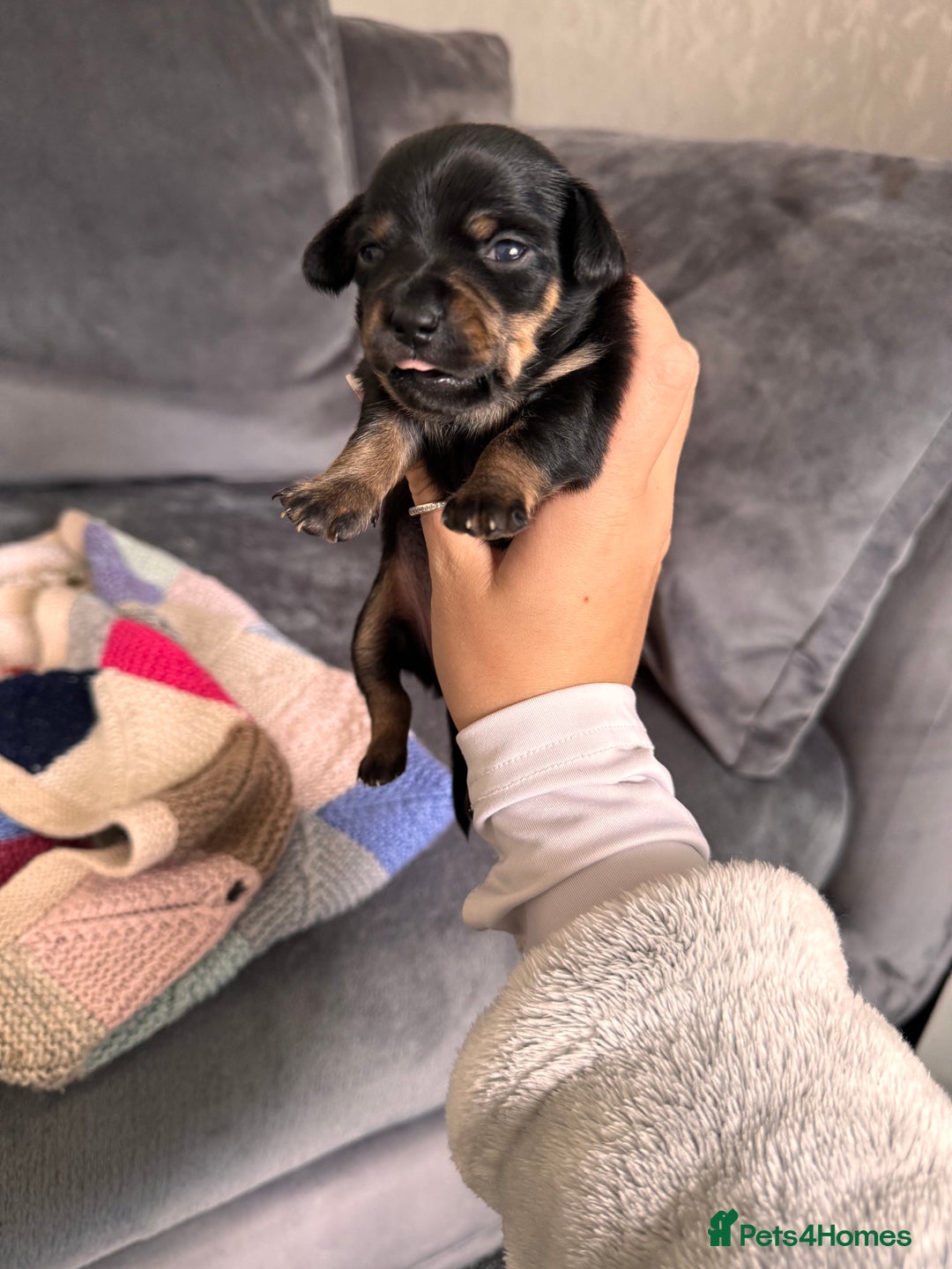Mixed Breed dogs for sale: Mini dachshund x chihuahua  - Image 2